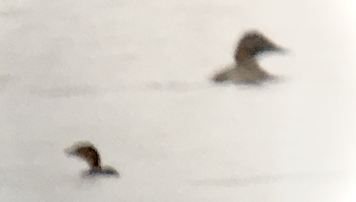 Murgilari bizkarzuria - ML647007288