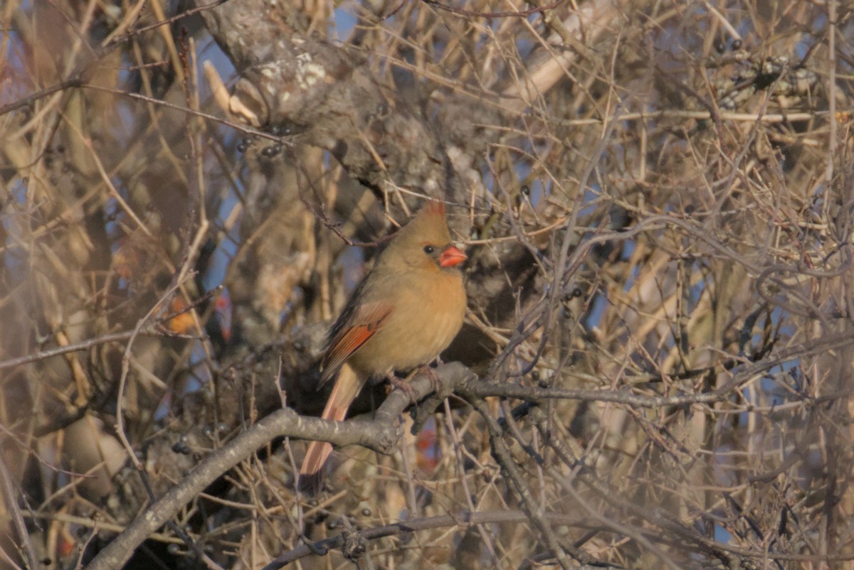Cardinal rouge - ML647007294