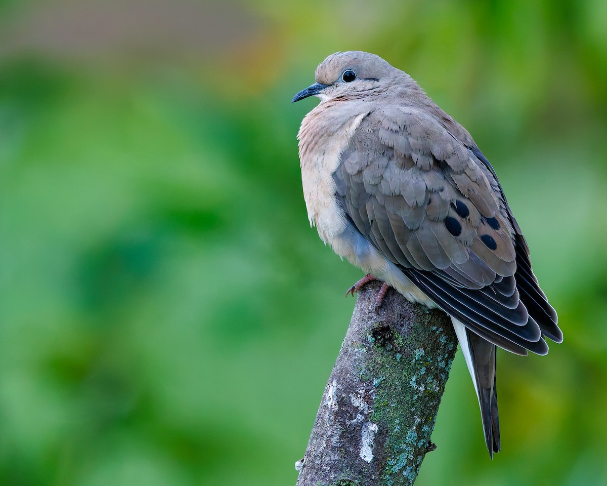 Eared Dove - ML647007296
