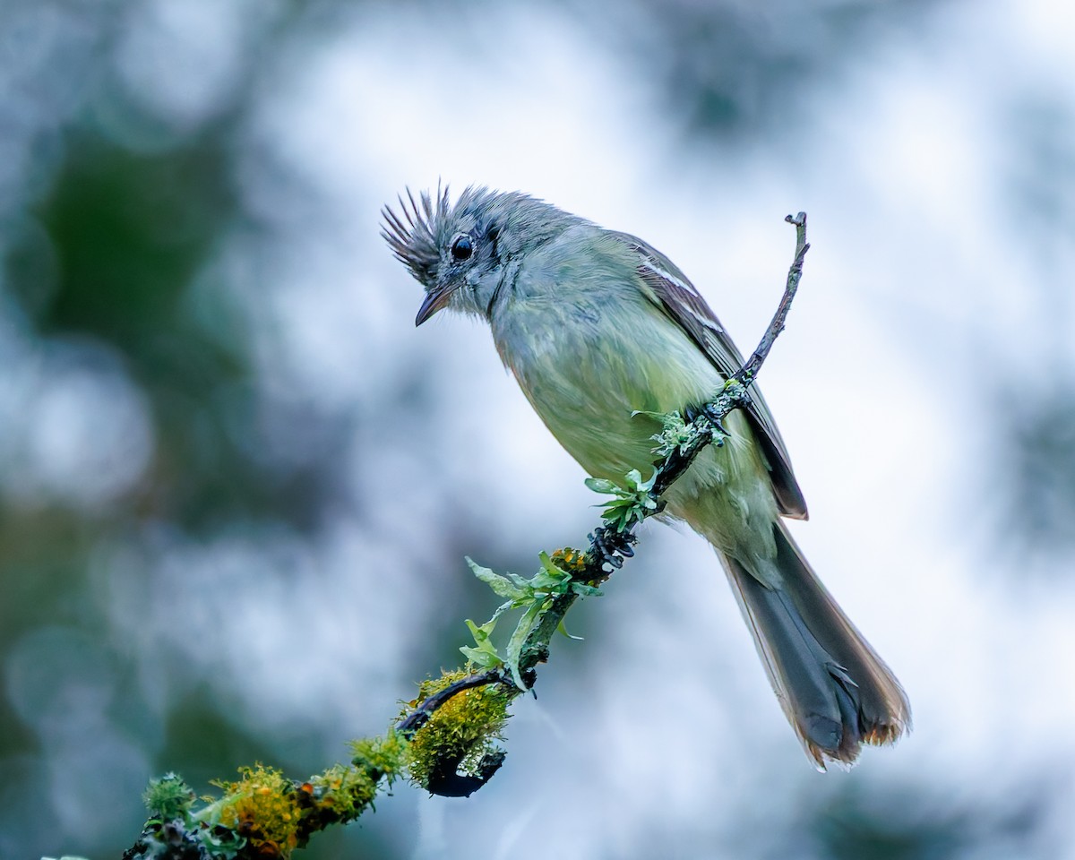 Yellow-bellied Elaenia - ML647007298