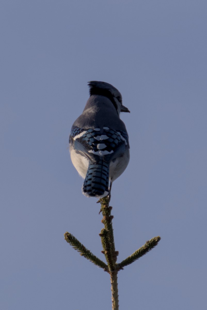 Mavi Karga - ML647007299