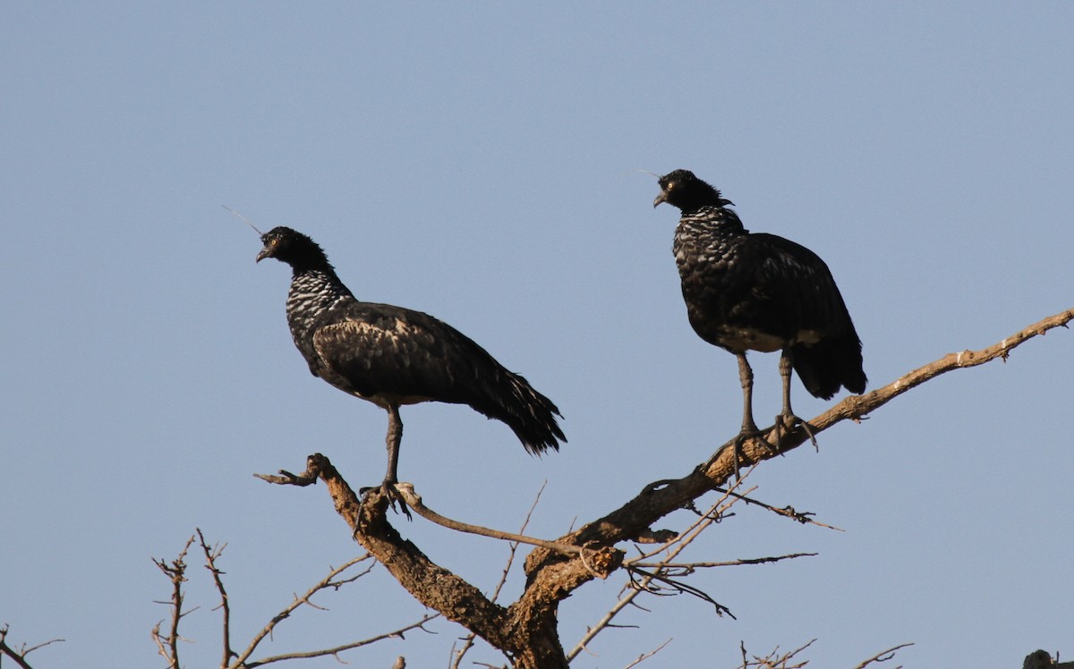 Chajá Añuma - ML647007301