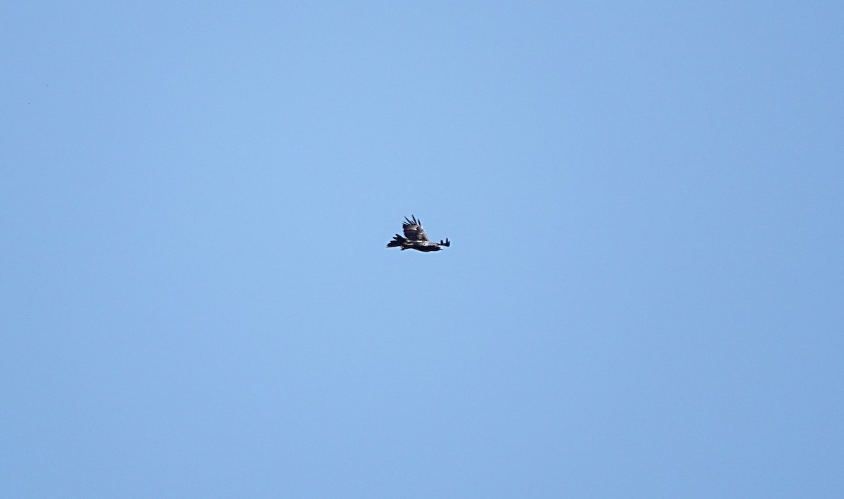 Wedge-tailed Eagle - ML647007303