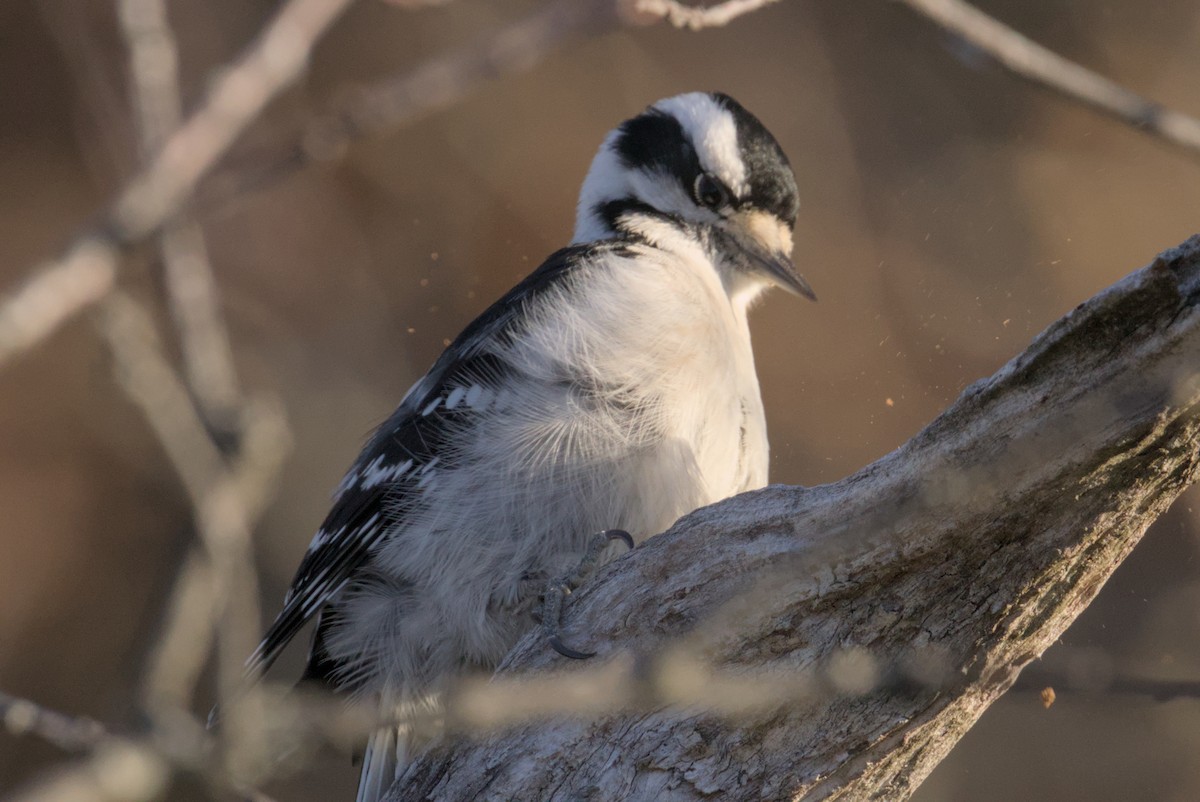 Downy Woodpecker - ML647007307