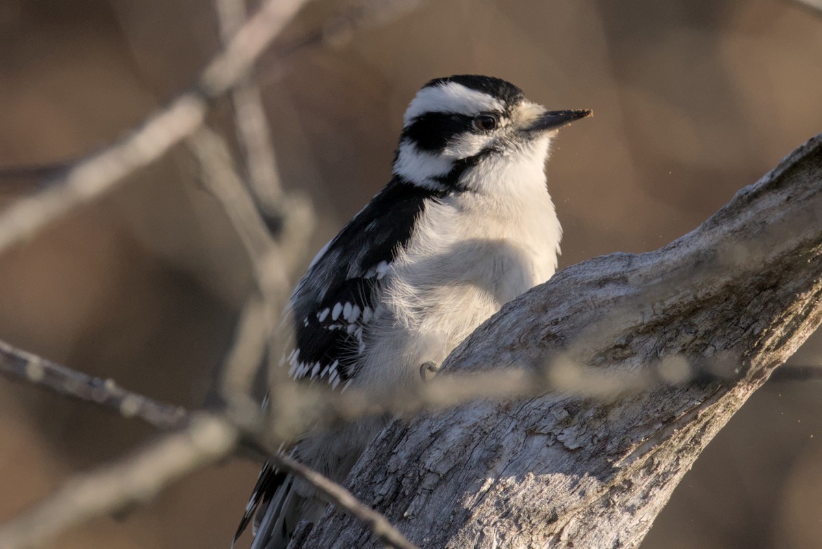 Downy Woodpecker - ML647007308