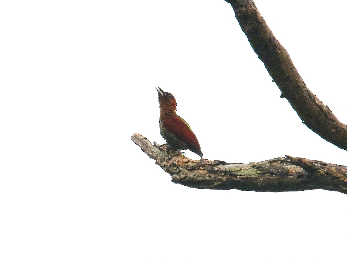 Banded Woodpecker - ML647007310