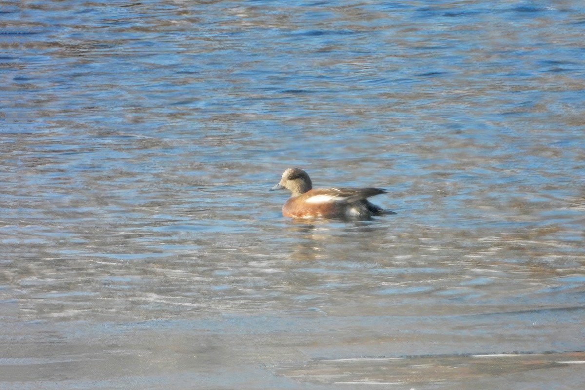 American Wigeon - ML647007311
