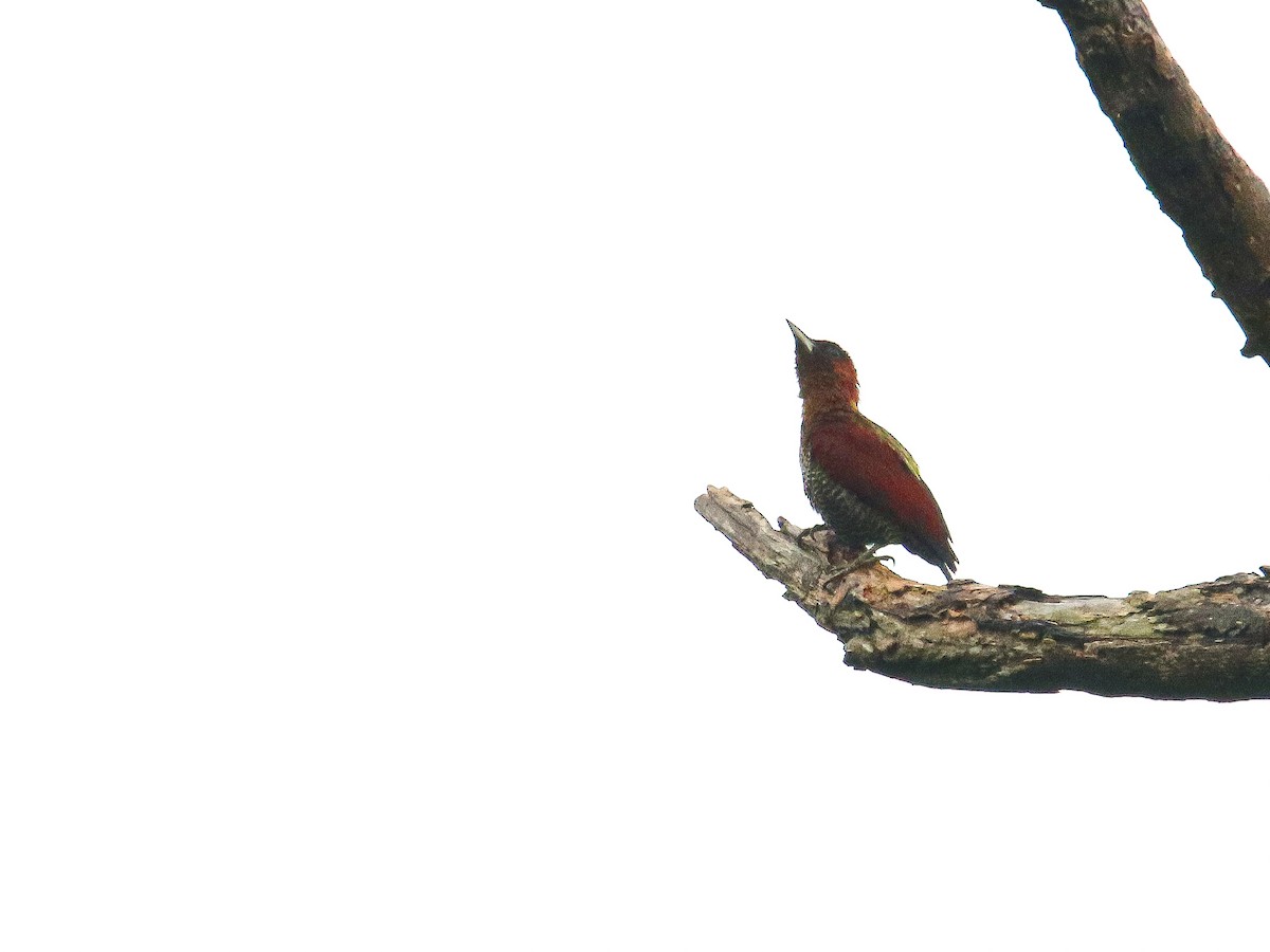 Banded Woodpecker - ML647007312