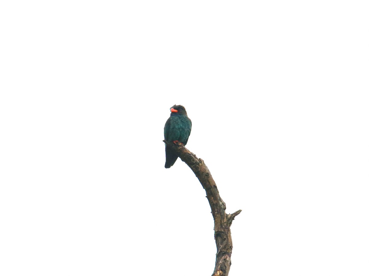 Dollarbird - ML647007313