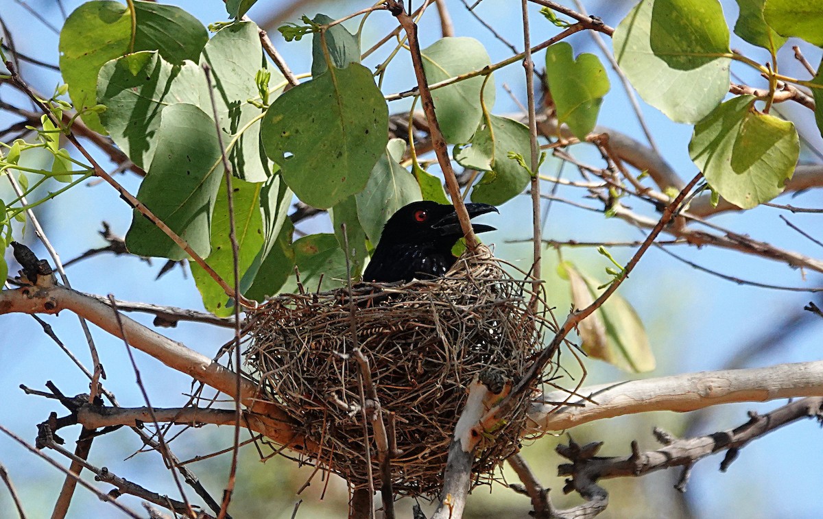 Spangled Drongo - ML647007314