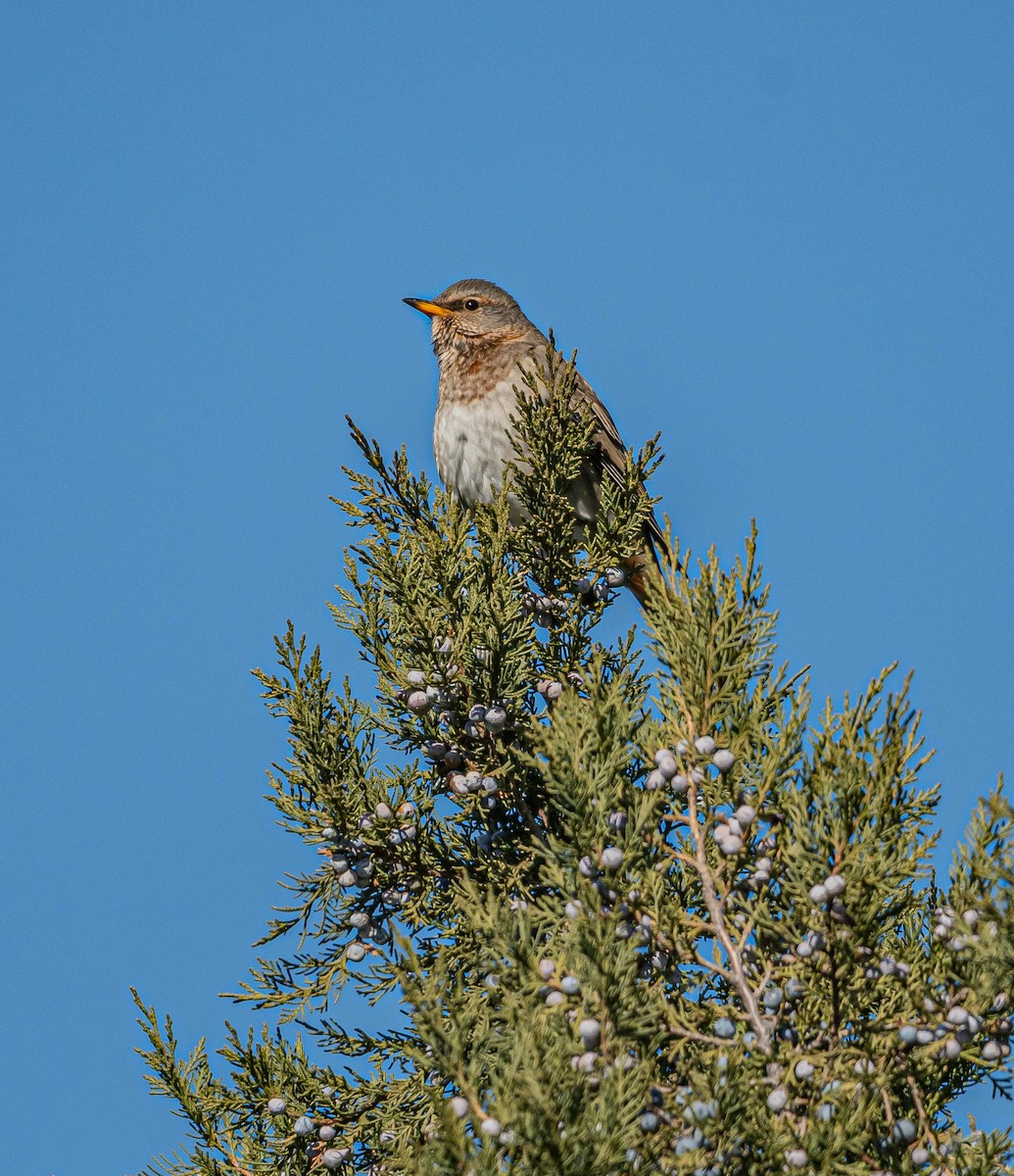 Red-throated Thrush - ML647007316