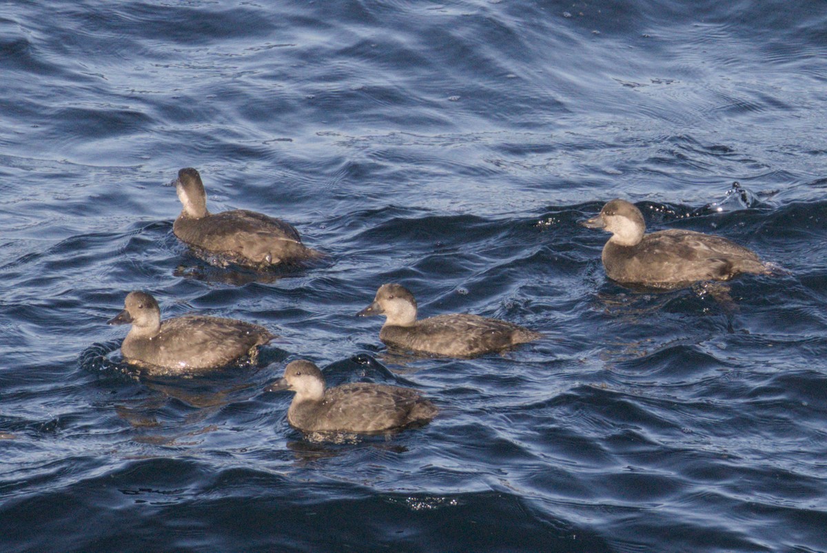 Black Scoter - ML647007317