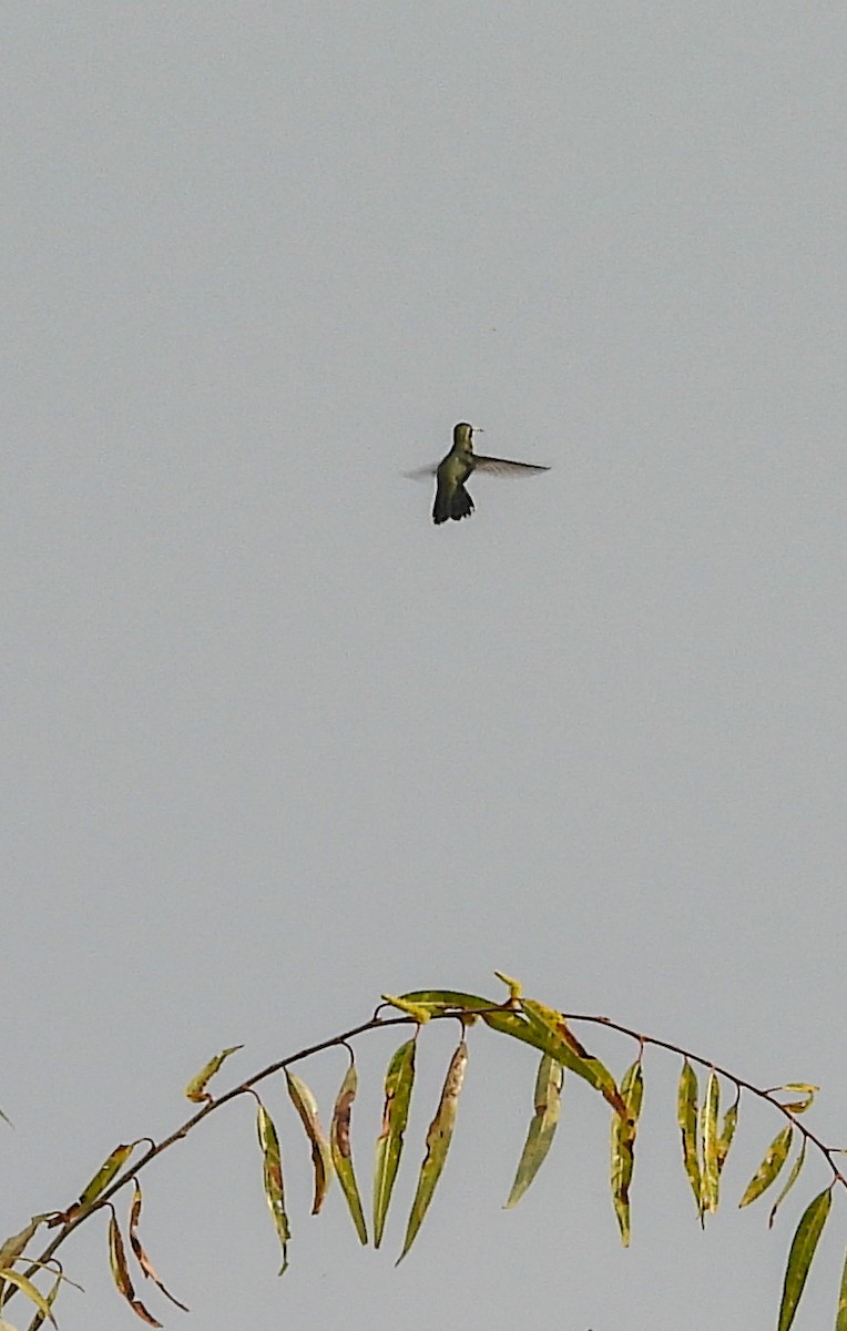 Broad-billed Hummingbird - ML647007318