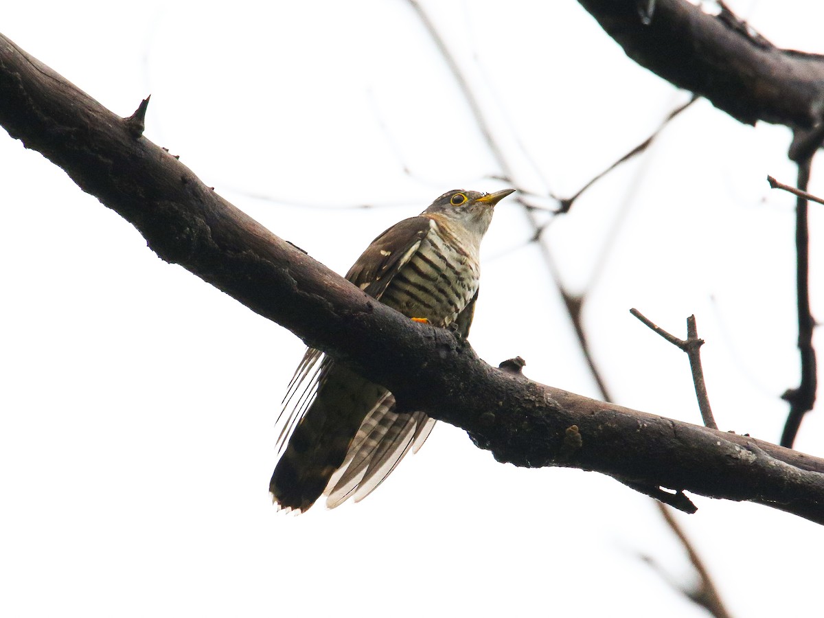 Indian Cuckoo - ML647007319