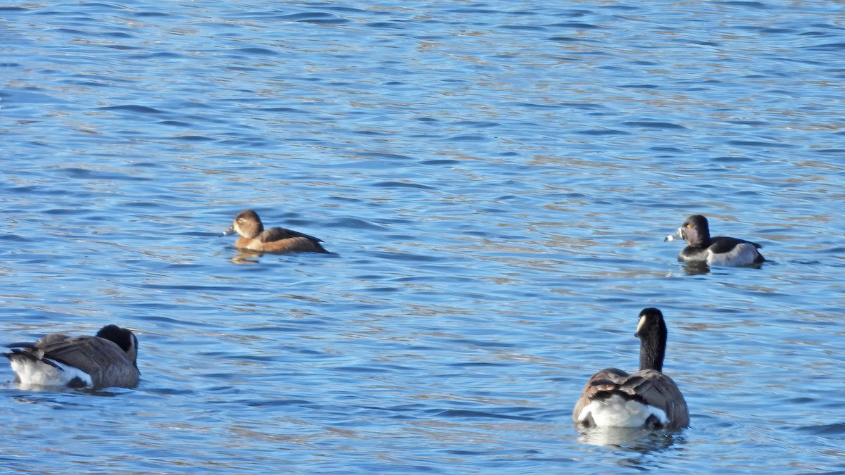 Ring-necked Duck - ML647007320
