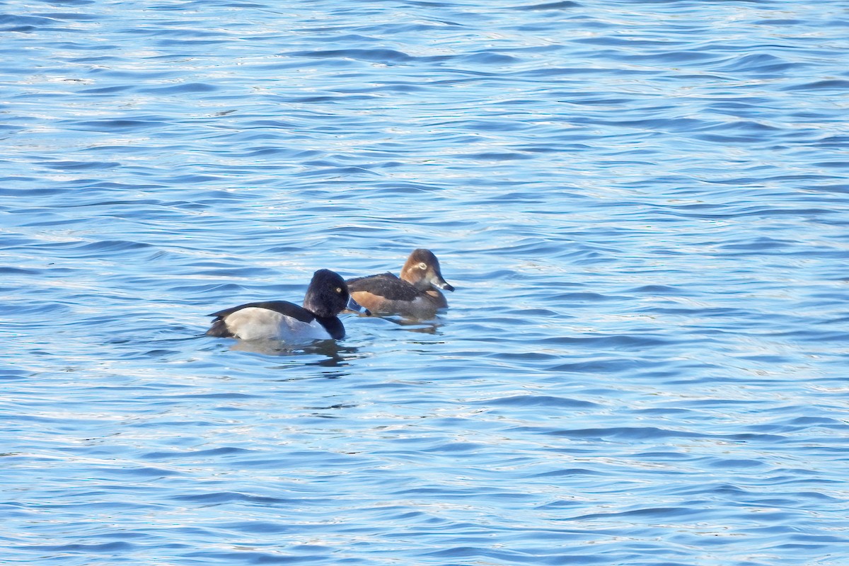 Ring-necked Duck - ML647007321