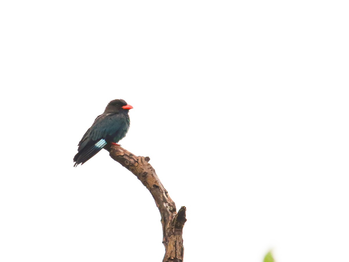 Dollarbird - ML647007322