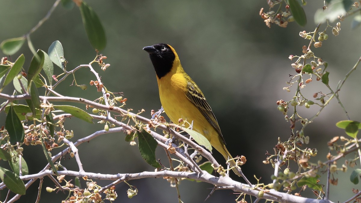 Lesser Masked-Weaver - ML647007324