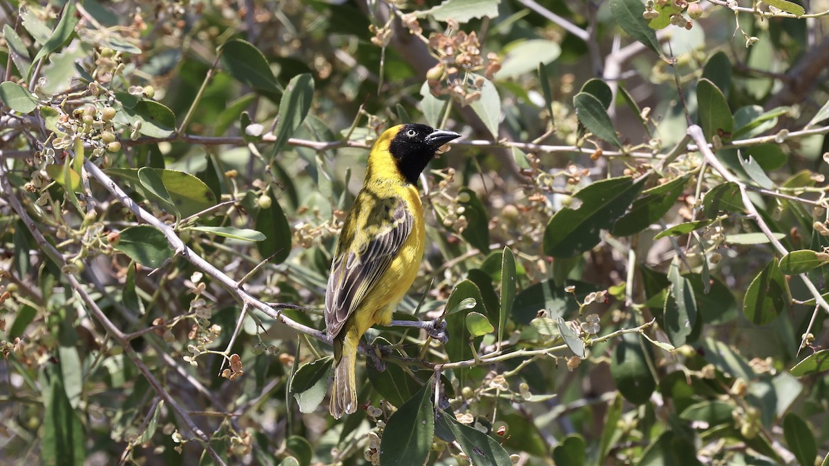 Lesser Masked-Weaver - ML647007325