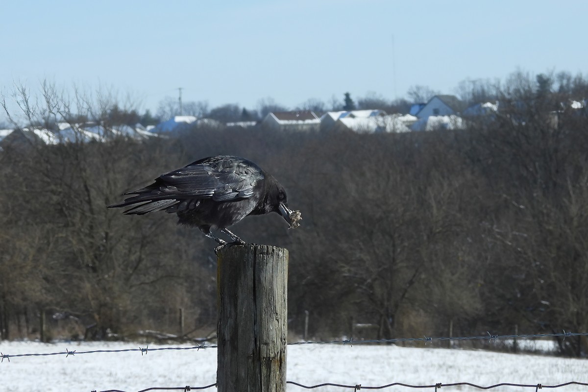 American Crow - ML647007326