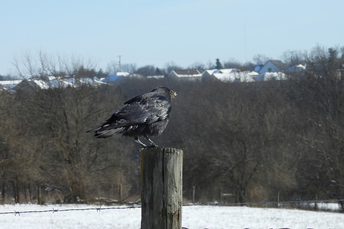 American Crow - ML647007327