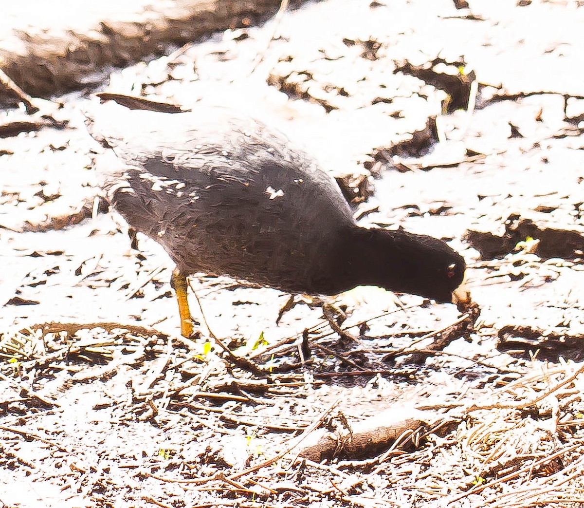 American Coot - ML647007328
