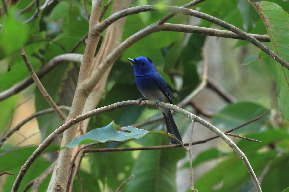 Black-naped Monarch - ML647007329
