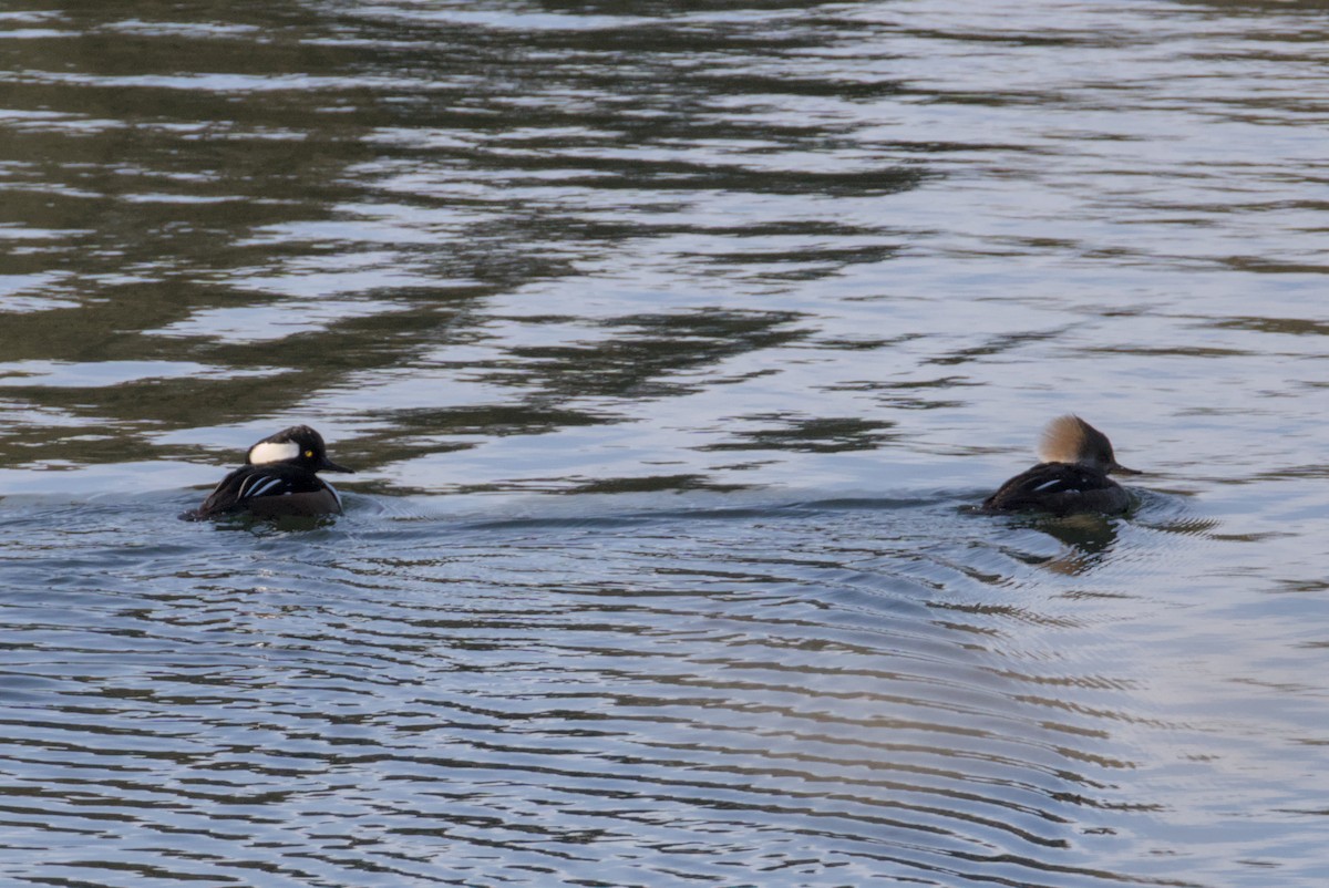 Hooded Merganser - ML647007330