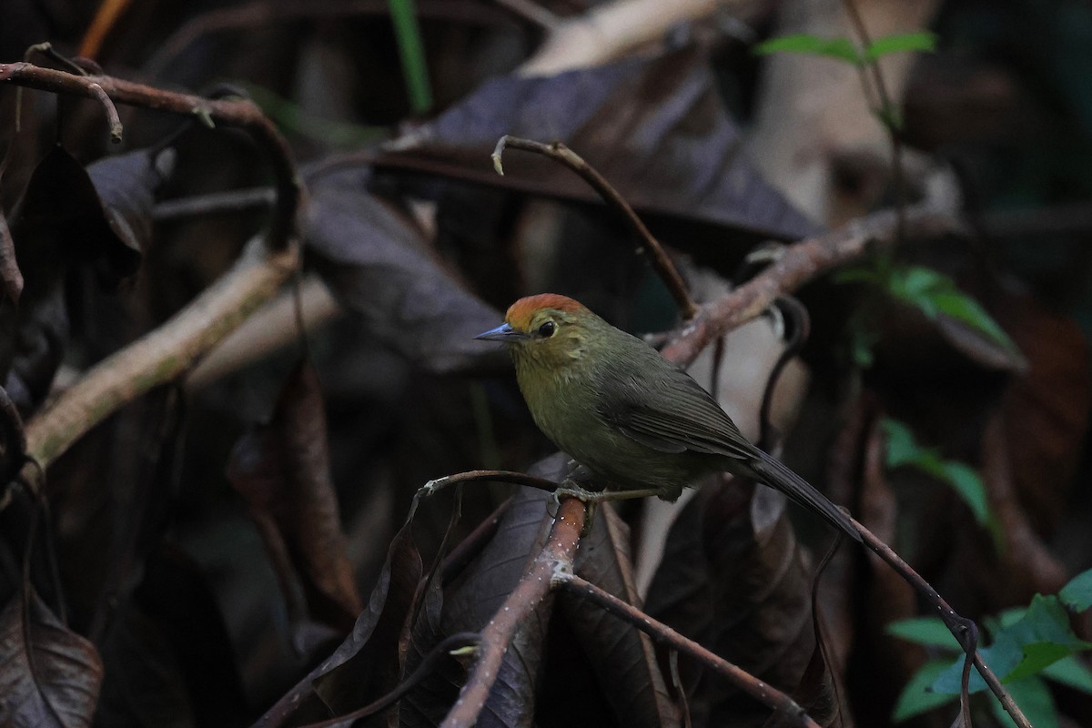 Rufous-capped Babbler - ML647007332