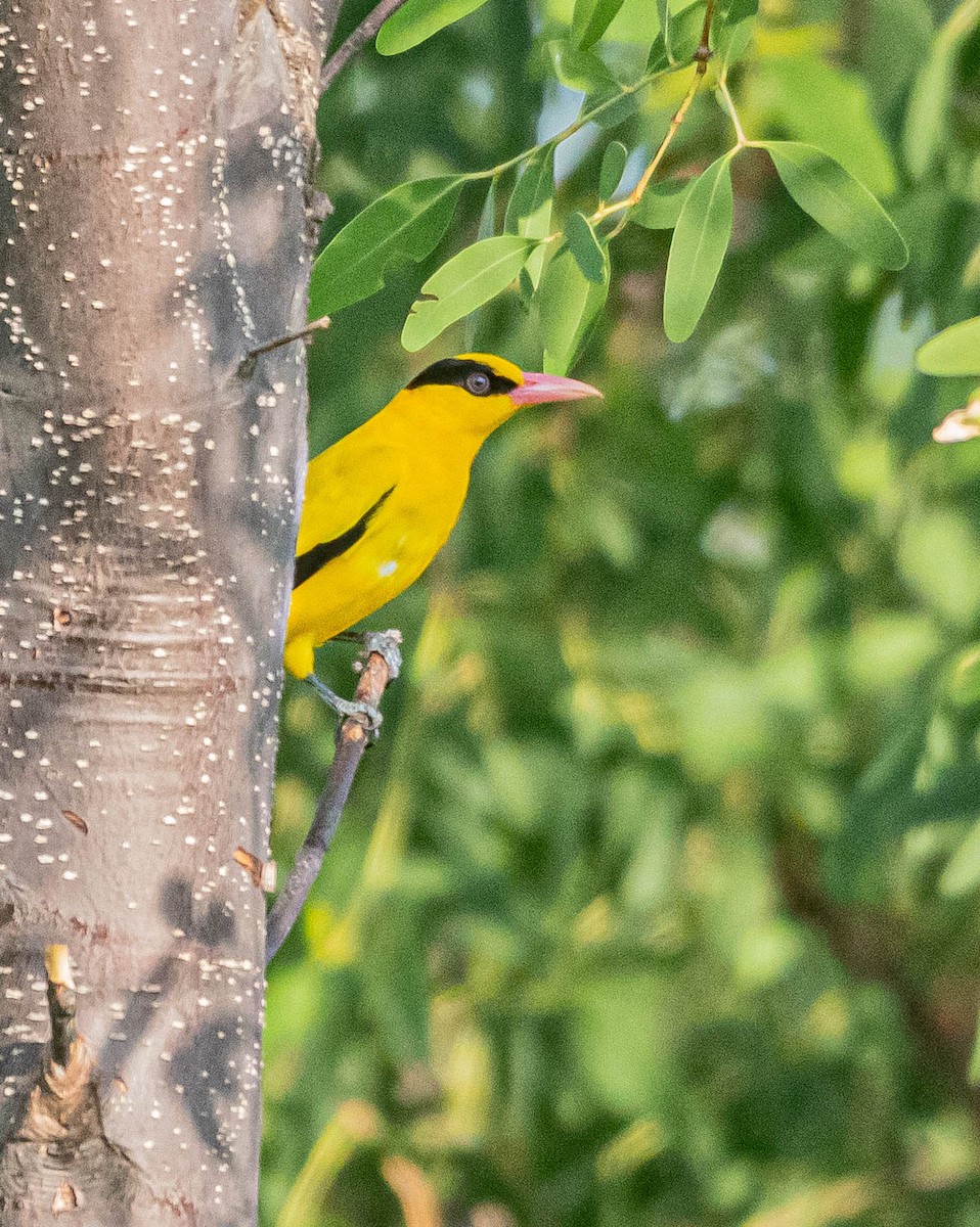 Black-naped Oriole - ML647007333