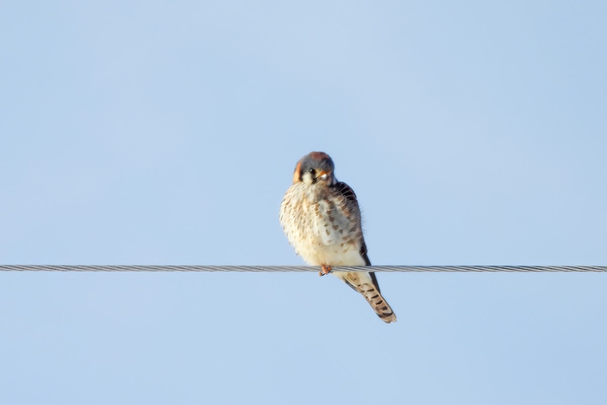 American Kestrel - ML647007336