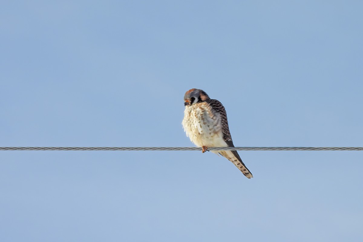 American Kestrel - ML647007337