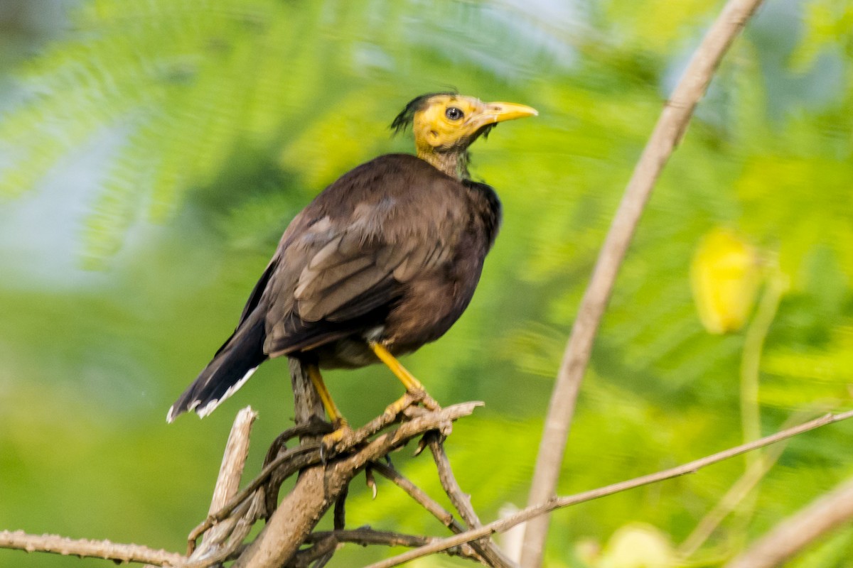 家八哥 - ML647007338