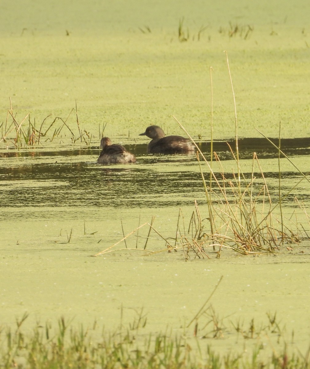 Least Grebe - ML647007342
