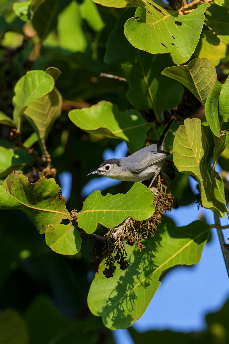 Weißbrauen-Mückenfänger - ML647007344
