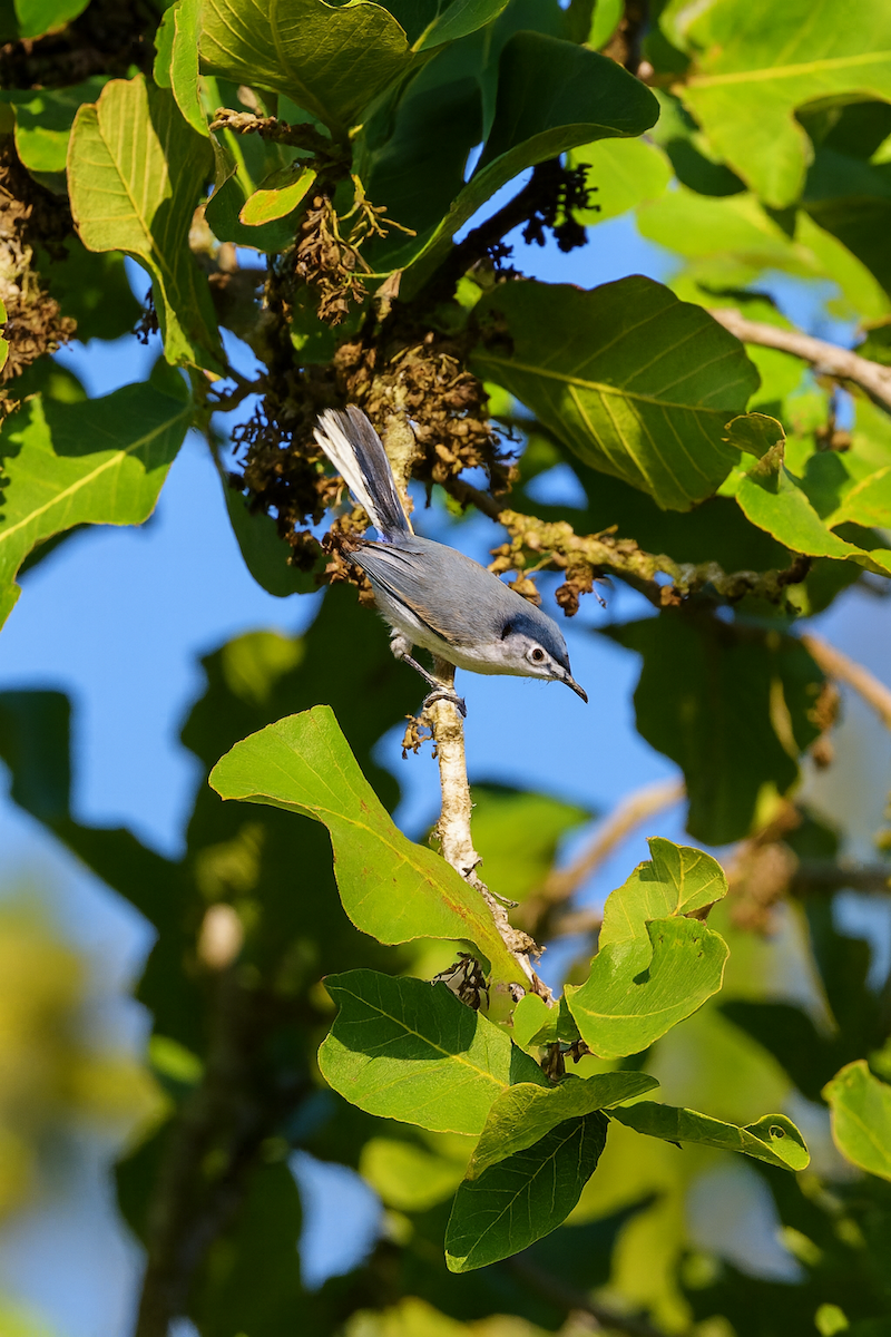 Weißbrauen-Mückenfänger - ML647007345