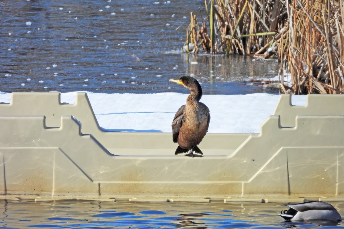 ミミヒメウ - ML647007349