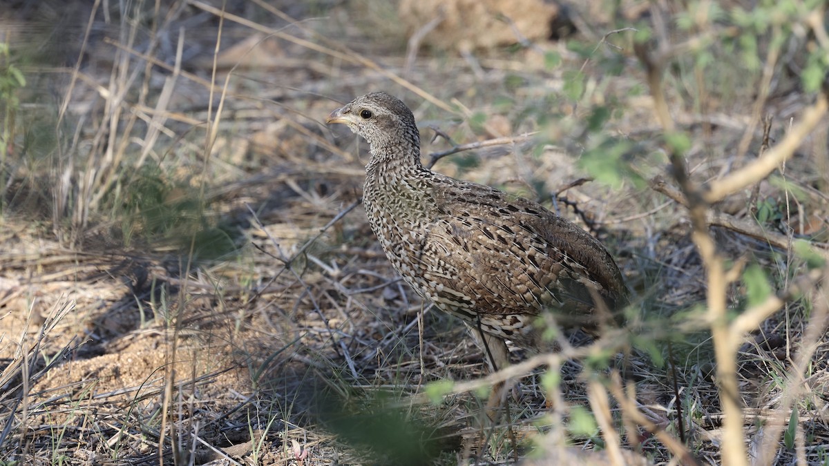 Турач натальський - ML647007353