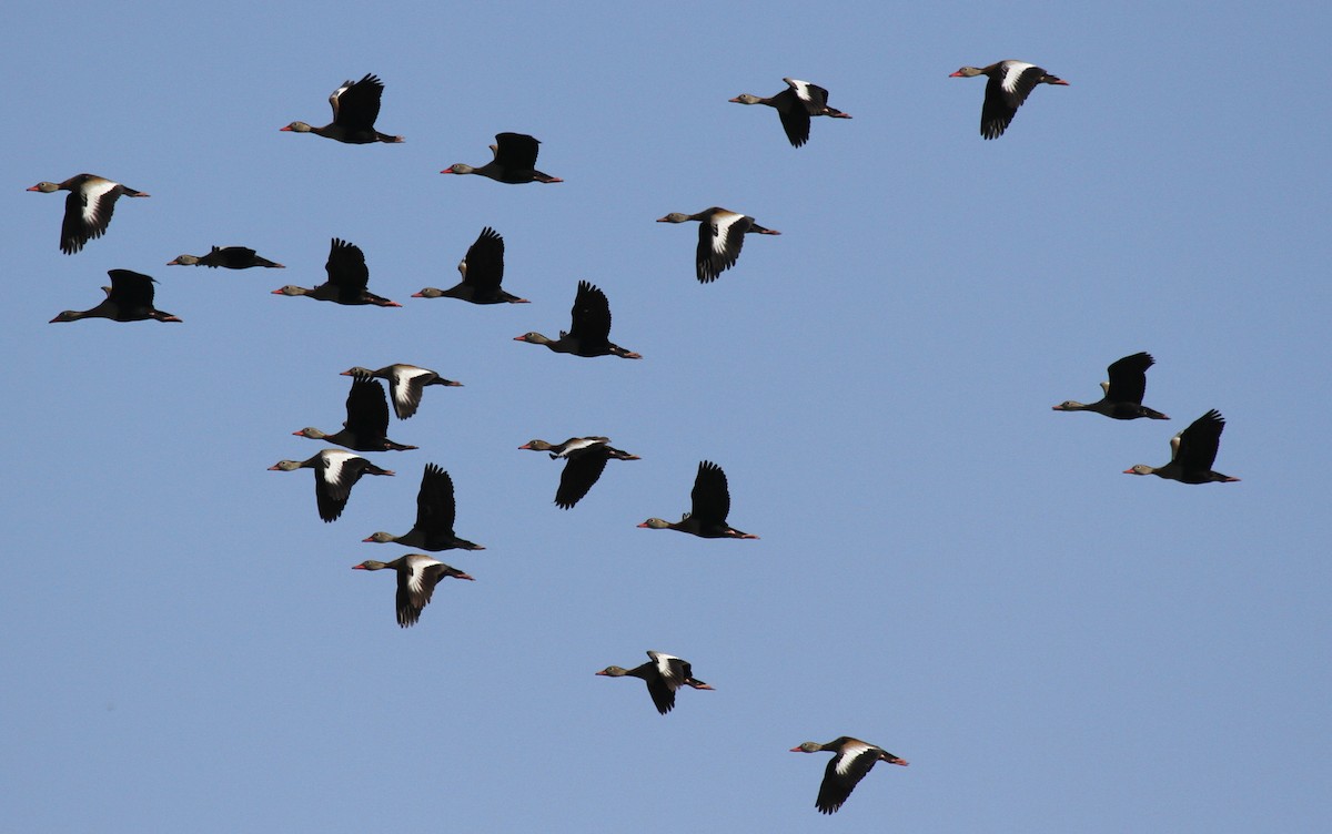Black-bellied Whistling-Duck - ML647007355