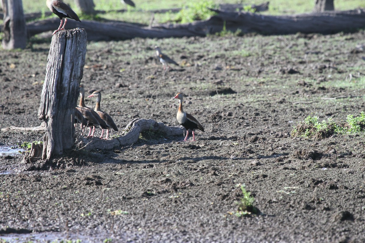 Black-bellied Whistling-Duck - ML647007357