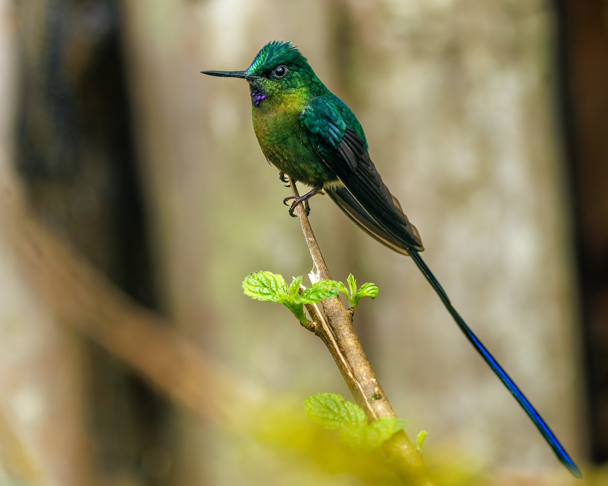 ムラサキフタオハチドリ - ML647007360