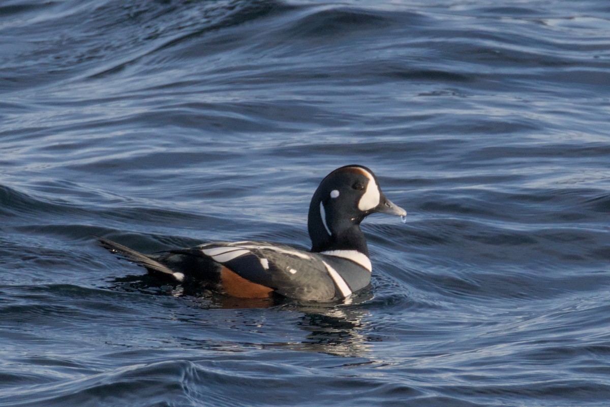 Ahate arlekina - ML647007361