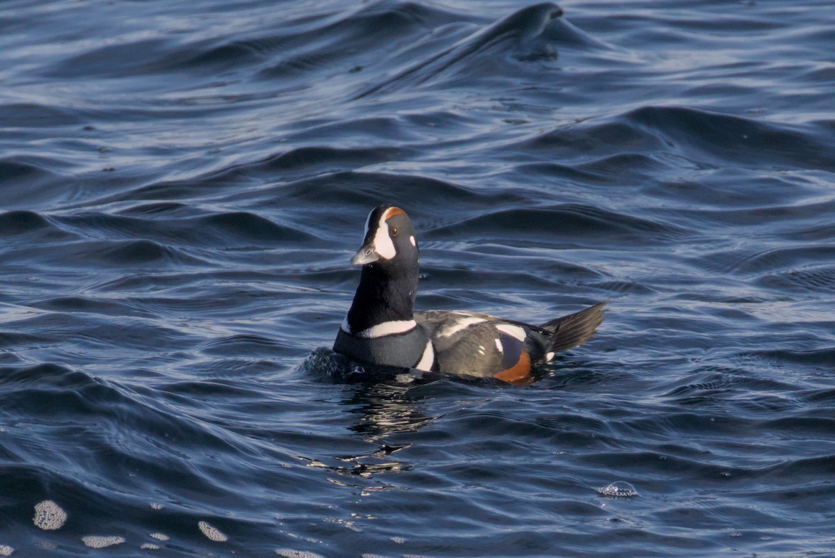 Ahate arlekina - ML647007362