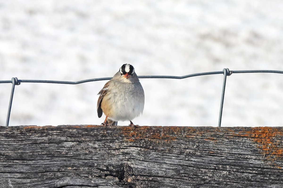 Бруант білобровий - ML647007371