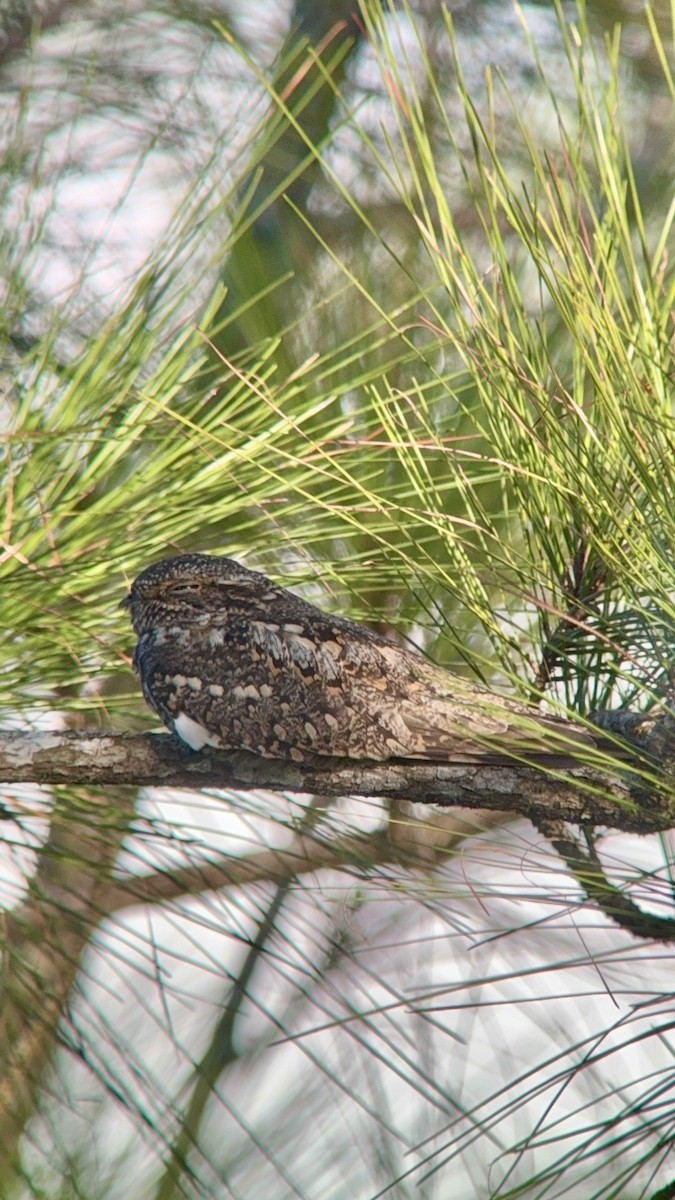 Анаперо малий - ML647007372