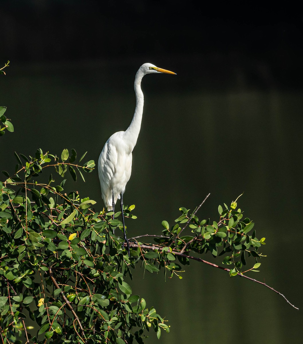 Чапля велика - ML647007373