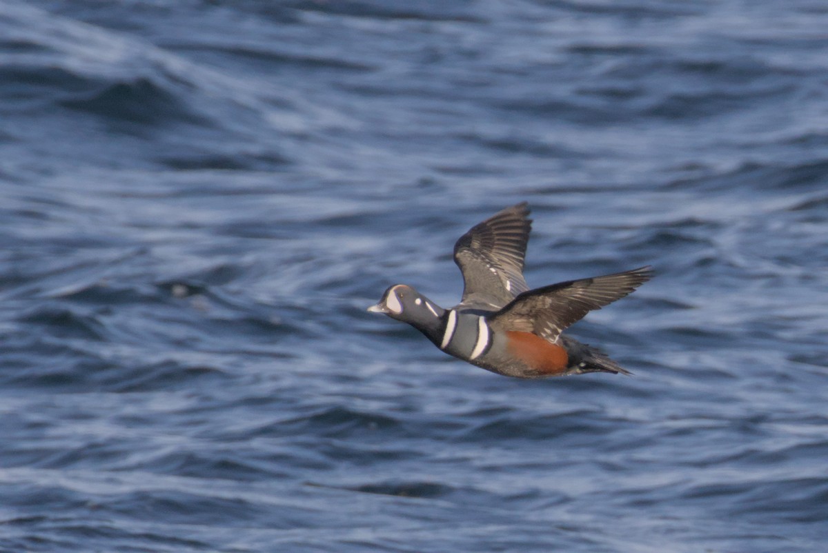 Каменярка - ML647007374