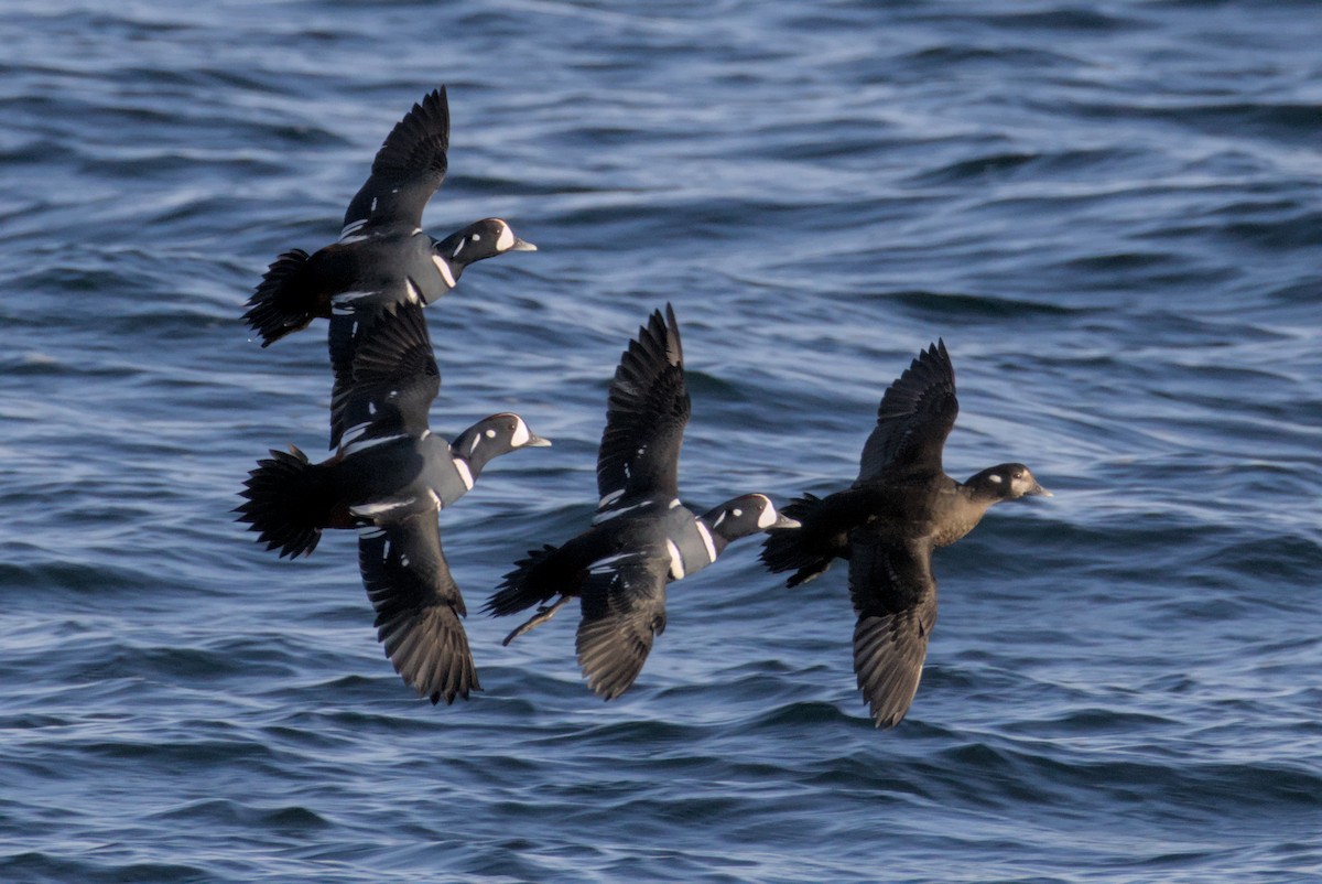 Каменярка - ML647007375