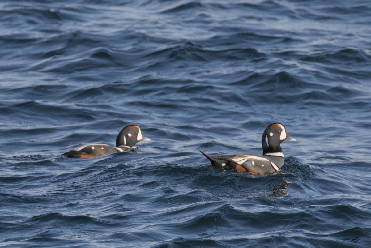 Каменярка - ML647007376