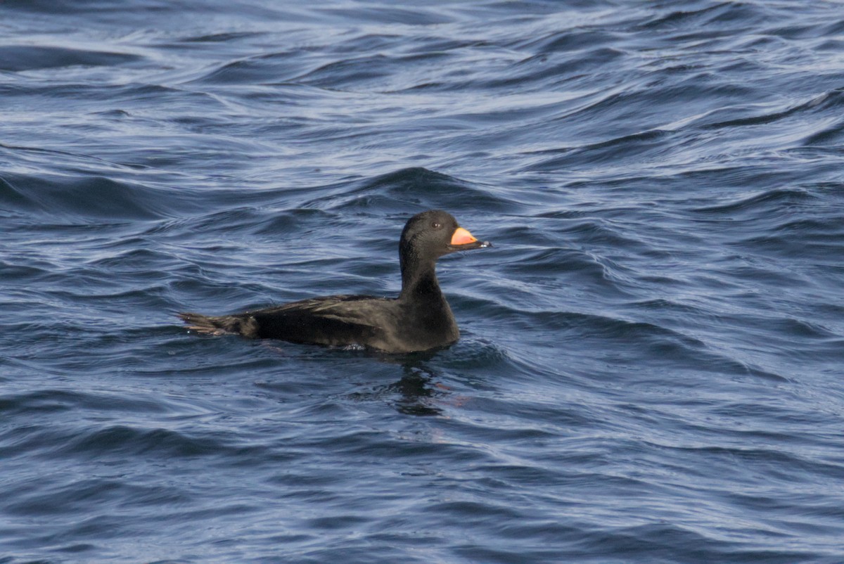 Синьга американська - ML647007377